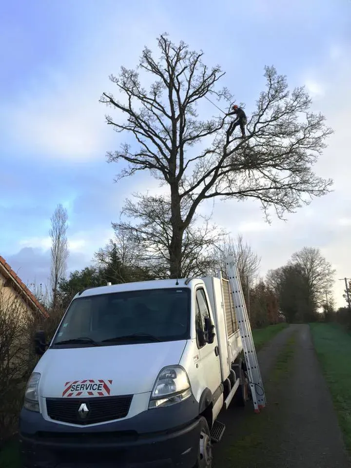 Engins et outils pour la taille et l'abbattage (1)